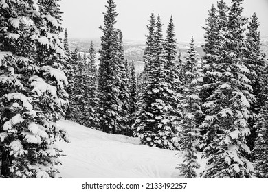 Snow Covered Trees Are Found On Aspen Snowmass Ski Resort In Colorado.