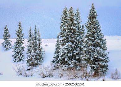 Snow covered trees near Creede, Colorado, USA - Powered by Shutterstock