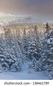 Snow Covered Trees On Mt. Mansfield, Stowe, Vermont, USA