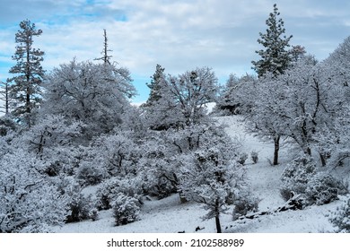 Snow Covered Trees. Oregon, Ashland, Cascade Siskiyou National Monument, Winter