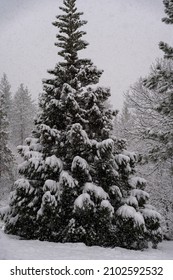 Snow Covered Trees. Oregon, Ashland, Cascade Siskiyou National Monument, Winter