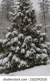 Snow Covered Trees. Oregon, Ashland, Cascade Siskiyou National Monument, Winter