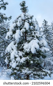 Snow Covered Trees. Oregon, Ashland, Cascade Siskiyou National Monument, Winter