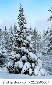 Snow Covered Trees. Oregon, Ashland, Cascade Siskiyou National Monument, Winter