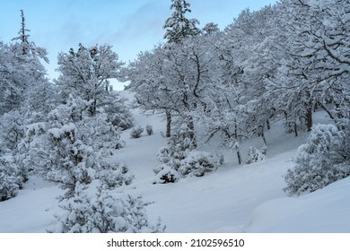 Snow Covered Trees. Oregon, Ashland, Cascade Siskiyou National Monument, Winter