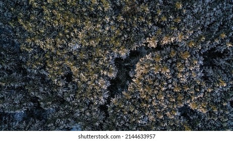 Snow Covered Trees And Roads