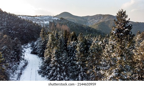 Snow Covered Trees And Roads