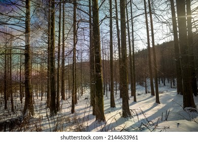 Snow Covered Trees And Roads