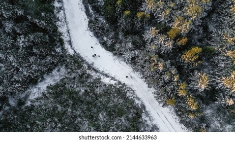 Snow Covered Trees And Roads