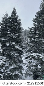 Snow Covered Trees. Tress Background