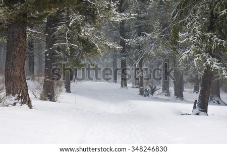 Snow covered trees in the winter forest with road