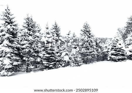 Similar – Image, Stock Photo Winter Forest on Speed