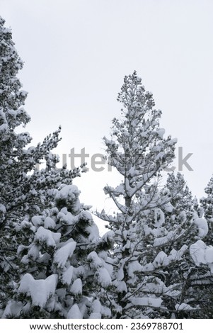 Snow Covered  Treetops Colorado Winter