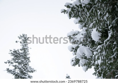 Snow Covered  Treetops Colorado Winter