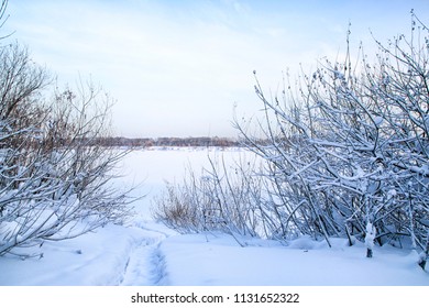 Snow Covered Tress In A Winter Evening