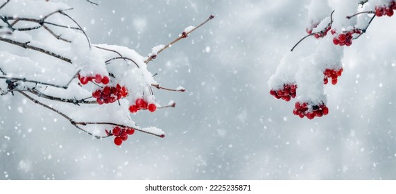 Snow covered viburnum branches with red berries during snowfall. Atmospheric winter view - Powered by Shutterstock