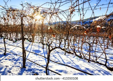 Snow Covered Vineyard Near Cottonwood, Arizona