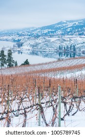 Snow Covered Vineyard In Winter With Okanagan Lake And Mountains In Distance