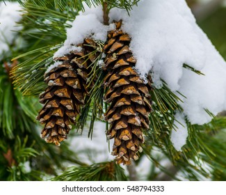 Snow Covered Western White Pine Cones