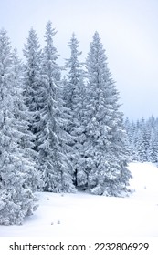 Snow covered winter mountains, coniferous trees covered with snow, mountain landscape in winter, spruce in the snow, setting sun, sunset in the mountains, fir tree in the snow during sunset