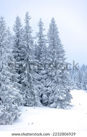 Snow covered winter mountains, coniferous trees covered with snow, mountain landscape in winter, spruce in the snow, setting sun, sunset in the mountains, fir tree in the snow during sunset