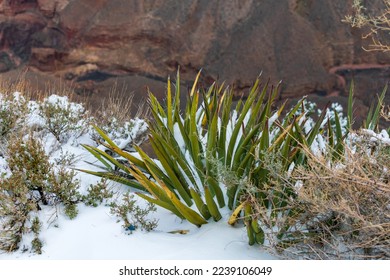 Snow covered yucca in Arizona, Southwest USA - Shutterstock ID 2239106049