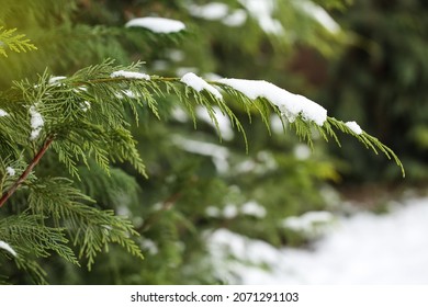 Snow Covering An Evergreen Branch