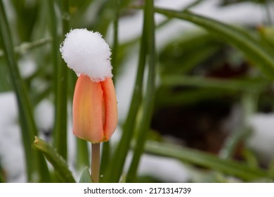 Snow covering tulip in Spring