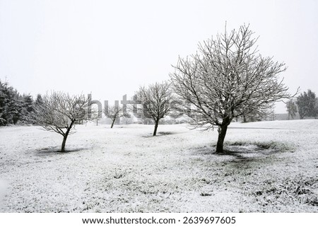 Snow covering winter trees. Ashburton Lakes. Canterbury. South Island. 