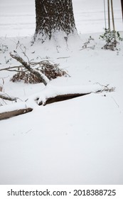 Snow Covering A Yard, Including A Broken Tree Limb