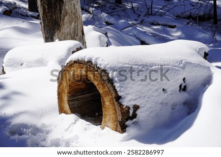 Snow covers a fallen log in a tranquil forest setting during winter
