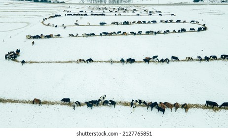 Snow covers the ground as cows eat the straw on the feed line in winter.