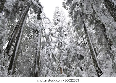 snow covers trees in the forest