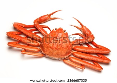 Snow crab on a white background
