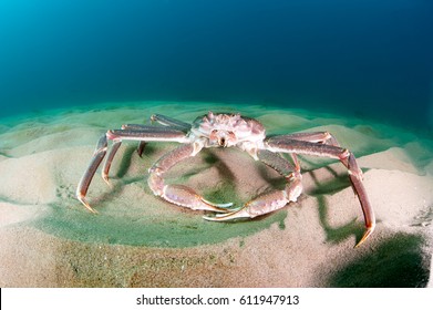 Snow crab (opilio crab) on the seabed