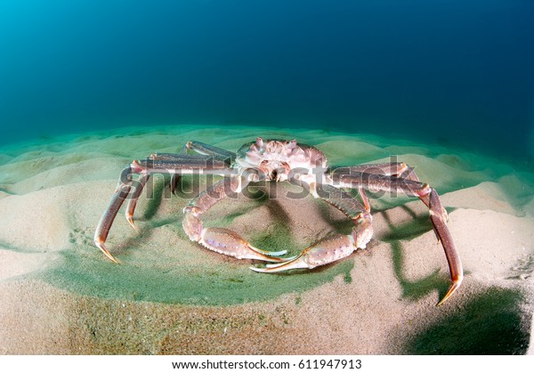 海底にすむカニ の写真素材 今すぐ編集