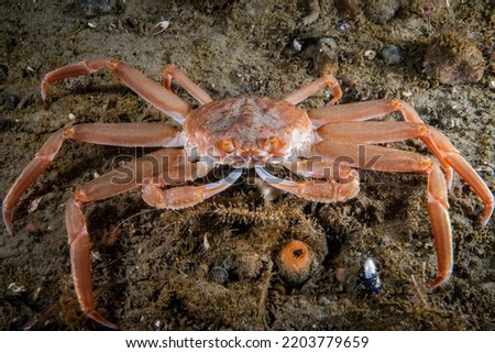 Snow Crab underwater in the St. Lawrence River in canada