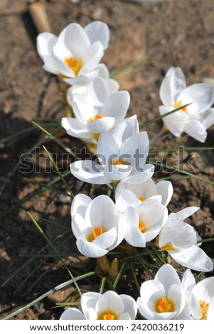 Snow Crocus Ard Schenk flowers - Latin name - Crocus chrysanthus Ard Schenk