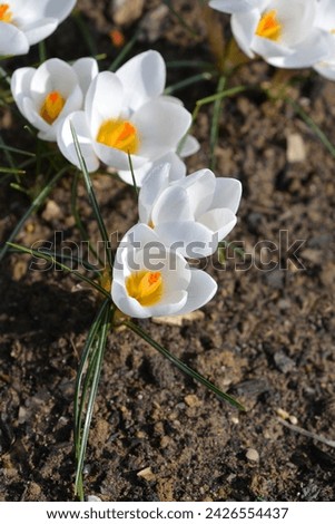 Snow Crocus Ard Schenk flowers - Latin name - Crocus chrysanthus Ard Schenk