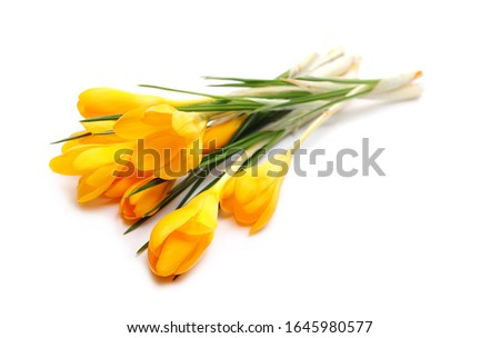 Snow crocus or golden crocus isolated on white, Crocus chrysanthus