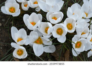 Snow Crocus white flowers - Latin name - Crocus chrysanthus Ard Schenk - Powered by Shutterstock