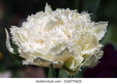 Snow crystal tulip. White tulip with a carved edge close-up. Selective focus