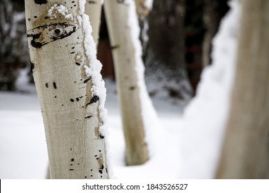 Snow at Deer Valley, Utah, near Salt Lake City during ski season..