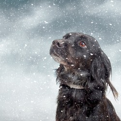 Snow Dog.Black Pet Dog With Snow. 