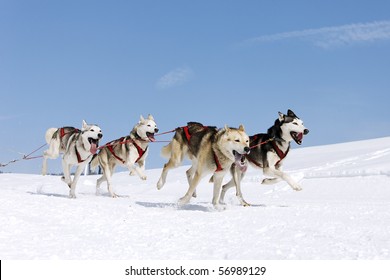 snow dogs