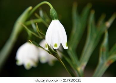 Snow Drop Flower Close Up