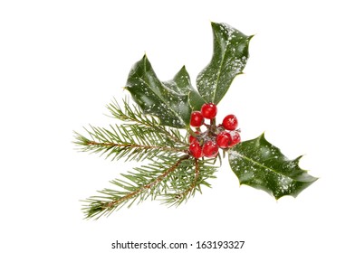 Snow dusted holly and pine needles isolated against white