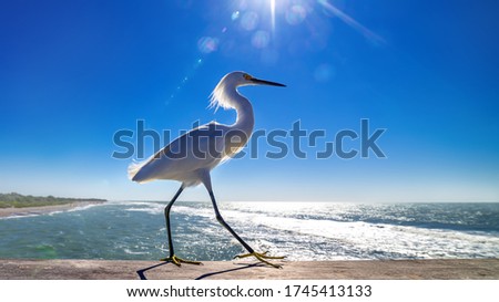 snow egret against a sunny blue sky, florida