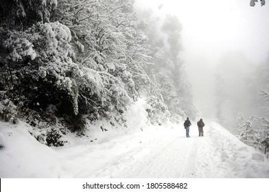 Snow Fall In Auli Is In Chamoli District In The Himalayan Mountains Of Uttarakhand, India.