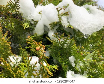 
Snow fall on branches of pine or cedar tree, close up